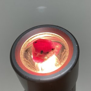 画像4: ★「少年電氣食堂2025 秋麗」セット