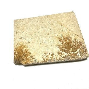 画像4: ★「少年電氣食堂2023 秋」標本セット