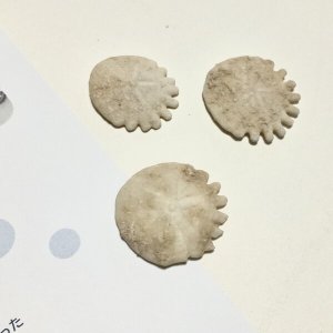 画像3: ★「函ノ森　夏」標本セット