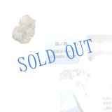 ★「函ノ森　夏」標本セット