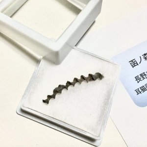 画像3: ★「函ノ森　夏」標本セット