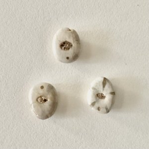 画像4: ★「函ノ森　夏」標本セット