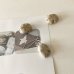 画像3: ★「函ノ森　夏」標本セット (3)