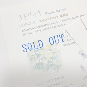 画像2: ★KOROMOGAE篇二ホンライチョウ