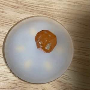 画像3: ★寒中おみまい標本セット