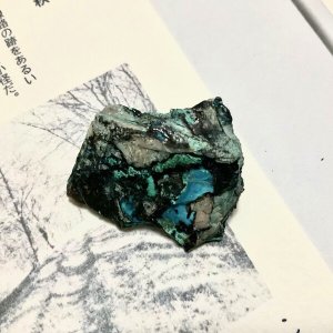 画像3: ★「少年電氣食堂2023 秋」標本セット