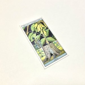 画像5: 新作★少年電氣食堂 「コノハブネ」set 04