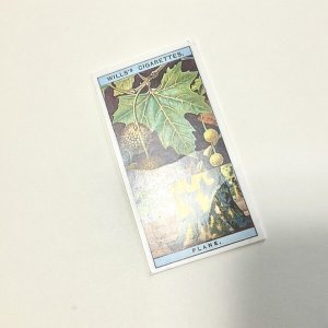 画像5: 新作★少年電氣食堂 「コノハブネ」set 05