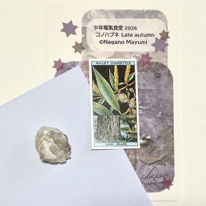 画像1: 新作★少年電氣食堂 「コノハブネ」set 06
