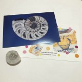 新作★函ノ森 Late Summerセット