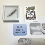 ★「函ノ森　夏」標本セット