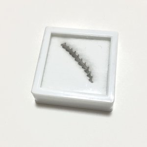 画像3: ★「函ノ森　夏」標本セット