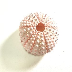 画像4: ★長野まゆみ新作！函ノ森文庫通信002セット