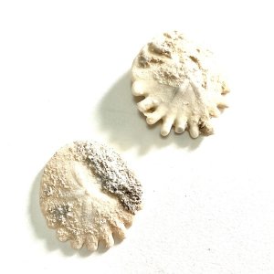 画像4: ★長野まゆみ新作！函ノ森文庫通信002セット