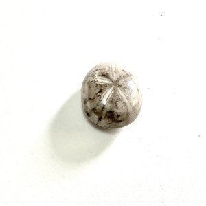 画像7: ★帯文/長野まゆみ・小笠原鳥類/著「図鑑」うにset