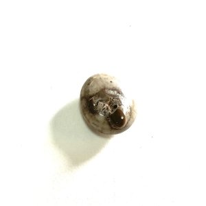 画像8: ★帯文/長野まゆみ・小笠原鳥類/著「図鑑」うにset