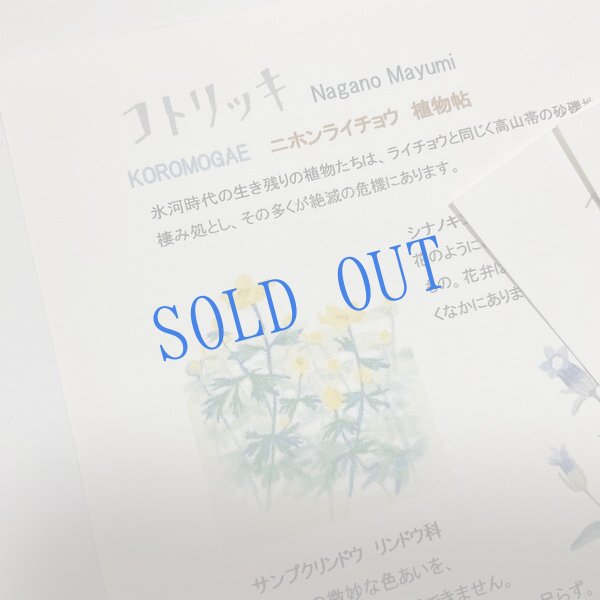 画像2: ★KOROMOGAE篇二ホンライチョウ