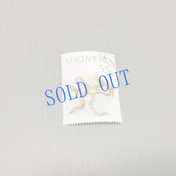 画像7: ★帯文/長野まゆみ・小笠原鳥類/著「図鑑」Bset