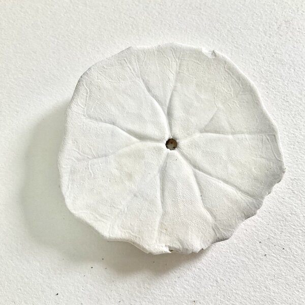 画像5: ★長野まゆみ新作！函ノ森文庫通信002セット