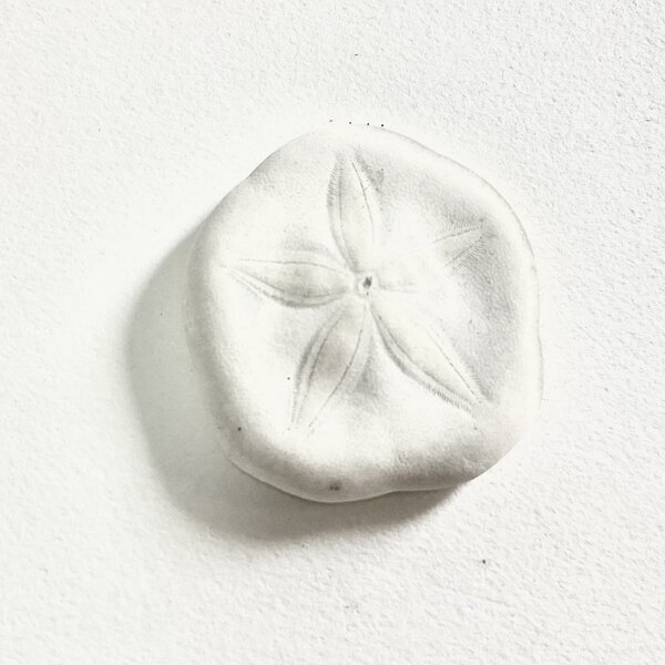 画像4: ★長野まゆみ新作！函ノ森文庫通信002セット