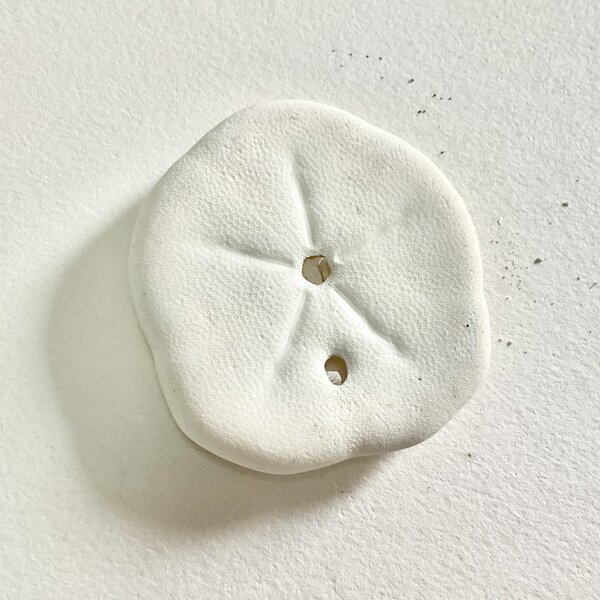 画像5: ★長野まゆみ新作！函ノ森文庫通信002セット