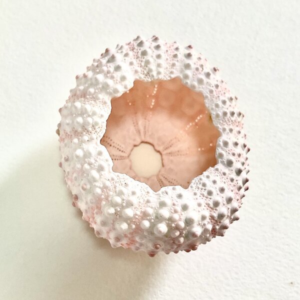 画像5: ★長野まゆみ新作！函ノ森文庫通信002セット